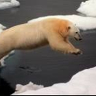 Un oso polar salta de un témpano de hielo a otro