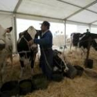 Un ganadero sujeta a una de las vacas participantes del concurso del año pasado
