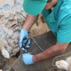 Un veterinario aplica la vacuna contra la lengua azul