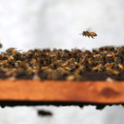 Abejas sobre un panal. efe