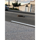 Un corzo fue atropellado en la carretera de Asturias hace unos días