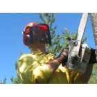 El aprovechamiento de bosques y montes se consolida como yacimiento de empleo en León.