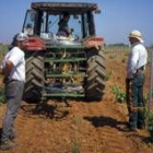 La cooperativa Viñas de Valdevimbre replantó en enero 130 hectáreas de prieto picudo y tempranillo