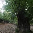 castaño