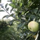 Una plantación de frutales de la comarca.
