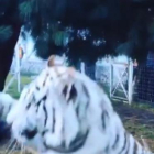 Lewis Hamilton juega con un gran tigre blanco en una fundación que rescata animales en México.