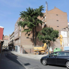 El árbol que ha sido talado.