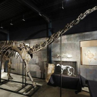 Fósil del diplodocus expuesto en la casa de subastas londinense que lo vendió.