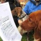 Ahora, afortunadamente, parece que el número de acogimientos empieza a ser mayor en nuestro país