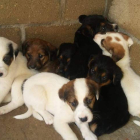 Los cachorros están en un pequeño cubículo de aislamiento. DL