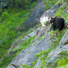 Imagen reciente de un oso pardo en las inmediaciones de los valles donde se pretende construir el co