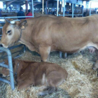 Una vaca y su cría, en el certamen de este fin de semana.