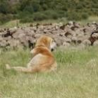 La incidencia de brucelosis es más alta en León entre la cabaña ovina que la caprina