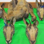 Los trofeos abatidos decomisados en el transcurso de la investigación.