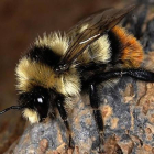 Un abejorro europeo de la especie 'Bombus cullumanus'