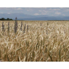 Campo de trigo en Estébanez de la Calzada. jesús f. salvadores