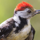 El pájaro pico mediano tiene su hábitat más al sur en los robledales entre el Curueño y el Carrión. CARLOS  CIUDAD