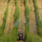 El origen del plantón es clave en las nuevas plantaciones.