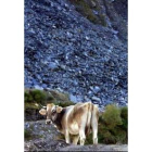 Una vaca entra en una explotación de pizarra en La Baña