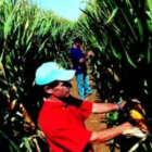 Campo experimental de maíz transgénico, propiedad de la multinacional Monsanto