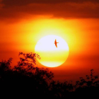 Un pájaro surca el cielo mientras el sol se posa en el horizonte. FRANCIS R. MALASIG