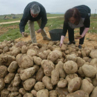 La patata se ha convertido en el cultivo más rentable en esta campaña. DL