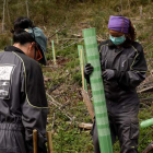 Imagen de una de las plantaciones que se llevan a cabo en la vecina sierra de O Courel. FOP