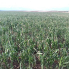 Un cultivo dañado tras una tormenta.