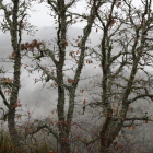 Uno de los bosques de la provincia.