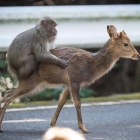 Un intento de cópula de un macaco japonés sobre una hembra de ciervo sika.