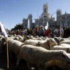 El rebaño de mil ovejas volvió a atravesar otro año más las calles de la capital de España