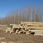 Imagen de chopos recién cortados en una plantación de Valencia de Don Juan.