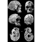 Los cráneos localizados pertenecen a dos adultos y un niño.
