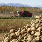 En Castilla y León un total de 510 agricultores se dedican al cultivo de la remolacha. MARCIANO PÉREZ