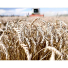 Campo de cereal. efe