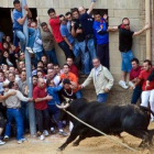 Filibustero, toro enmaromado en Benavente.
