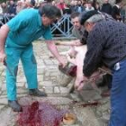 Los matarifes sangran al animal tras darle muerte después de haberlo aturdido