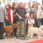 El concurso de la Real Sociedad Canina de España está abierto a todas las razas existentes