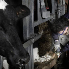 Icíar Fernández recorta la pezuña a una vaca durante una jornada de trabajo en una granja leonesa.