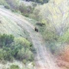 Un oso visto en un paraje leonés. DL