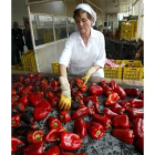 Una imagen de la elaboración de los pimientos asados del Bierzo