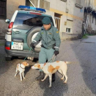 Uno de los agentes con los dos perros abandonados. GUARDIA CIVIL