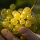 Uvas con las que se elabora uno de los caldos más famosos del mundo.