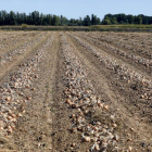Una tierra cultivada de cebollas