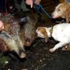 El jabalí es uno de los animales más propensos a infectar al hombre la enfermedad de triquinosis