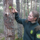 Los agentes medioambientales señalizan los árboles que se pueden talar