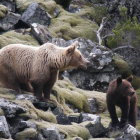 La población de osos en los montes de León está creciendo