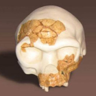 Reconstrucción del cráneo del Homo Antecessor.