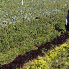 Gabriel Alegre con los productos ecológicos que cultiva la Asociación de Agricultores y Ganaderos Ecológicos del Sur de León.