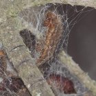 Foto de archivo de la ‘Lymantria dispar’ u oruga peluda.
